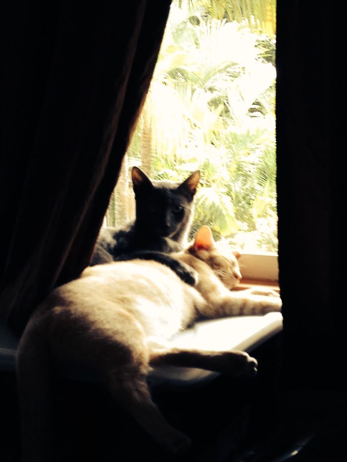 114 Cats Ready For Valentine&#8217;s Day