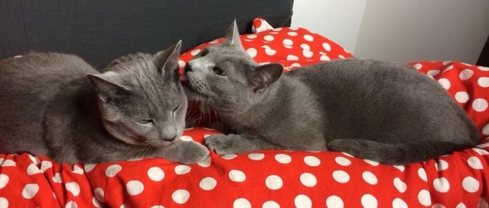 114 Cats Ready For Valentine&#8217;s Day