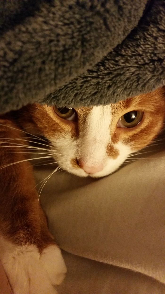 114 Cats Ready For Valentine&#8217;s Day