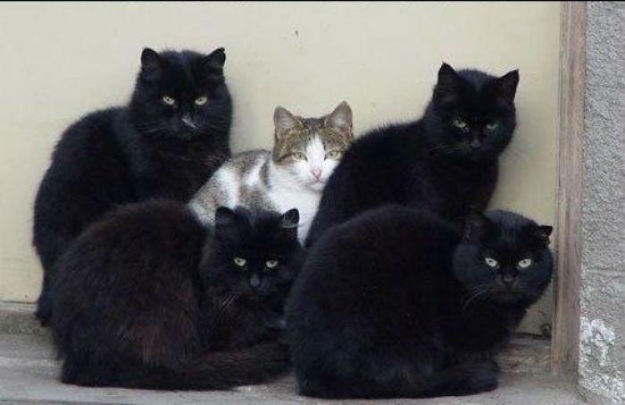 114 Cats Ready For Valentine&#8217;s Day