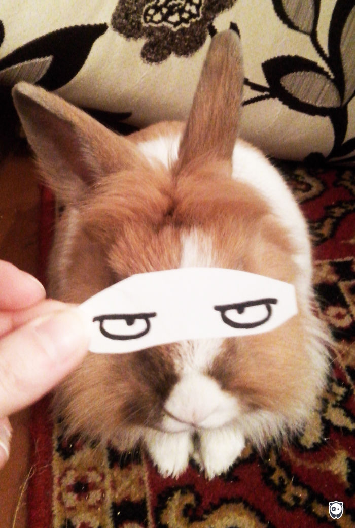 Challenge: Give Your Pets Funny Emotions!