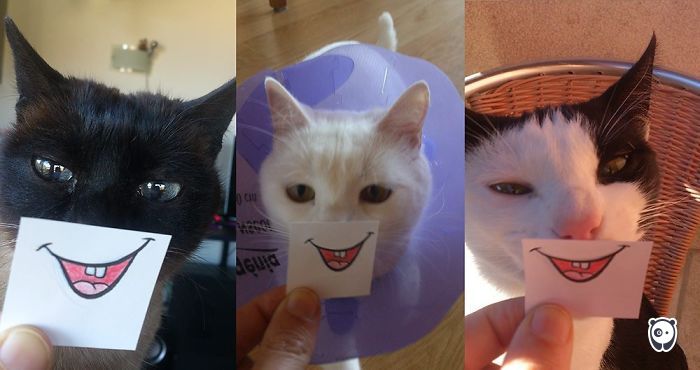 Challenge: Give Your Pets Funny Emotions!