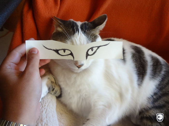 Challenge: Give Your Pets Funny Emotions!