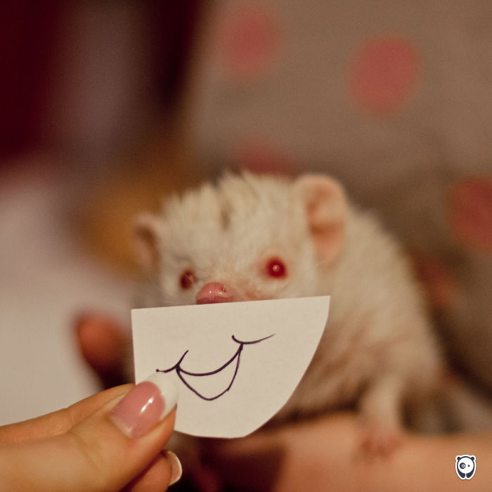 Challenge: Give Your Pets Funny Emotions!
