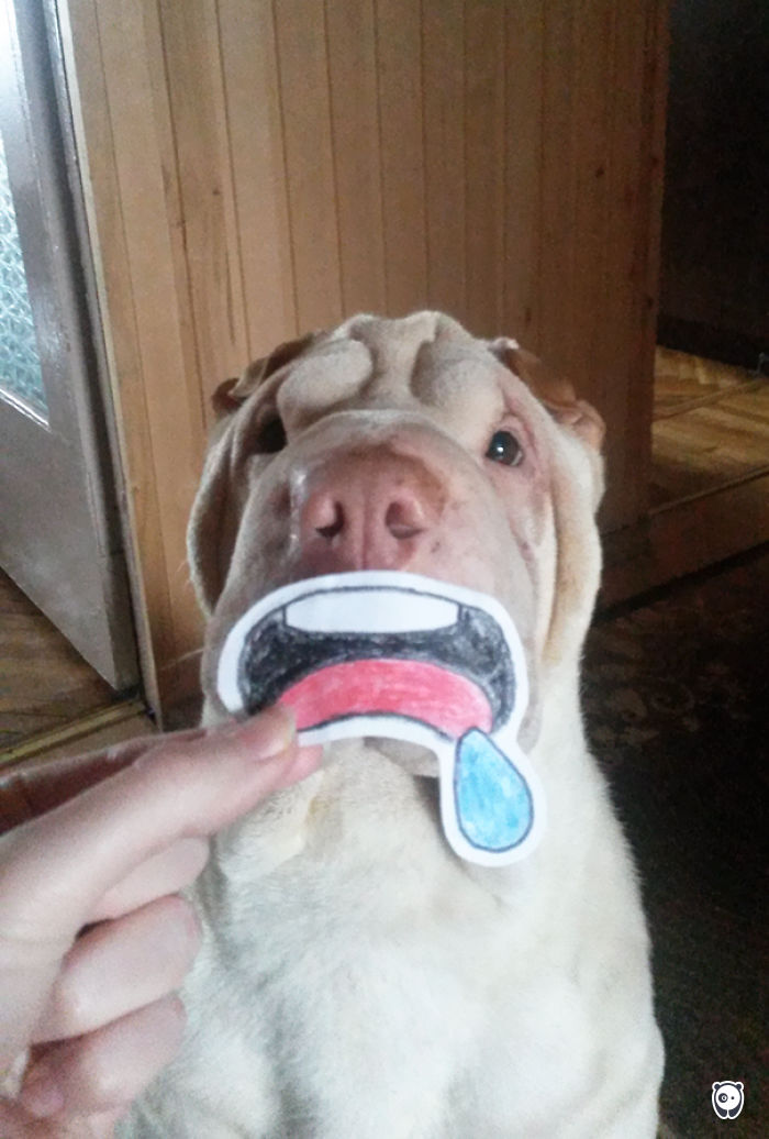 Challenge: Give Your Pets Funny Emotions!