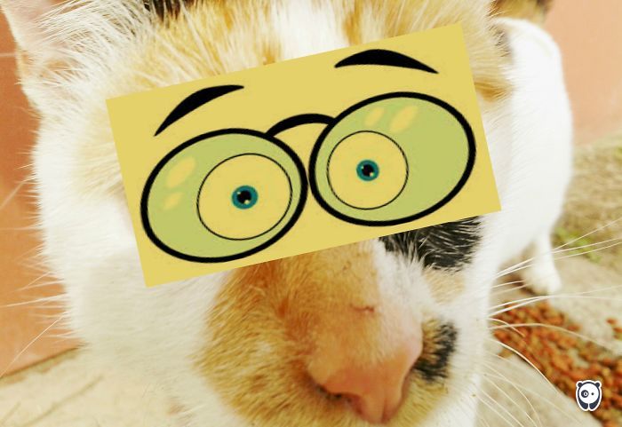 Challenge: Give Your Pets Funny Emotions!