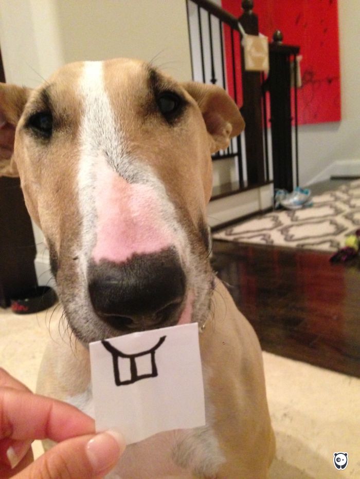 Challenge: Give Your Pets Funny Emotions!