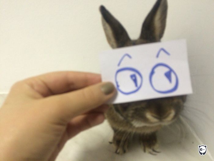 Challenge: Give Your Pets Funny Emotions!