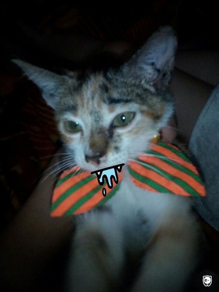Challenge: Give Your Pets Funny Emotions!