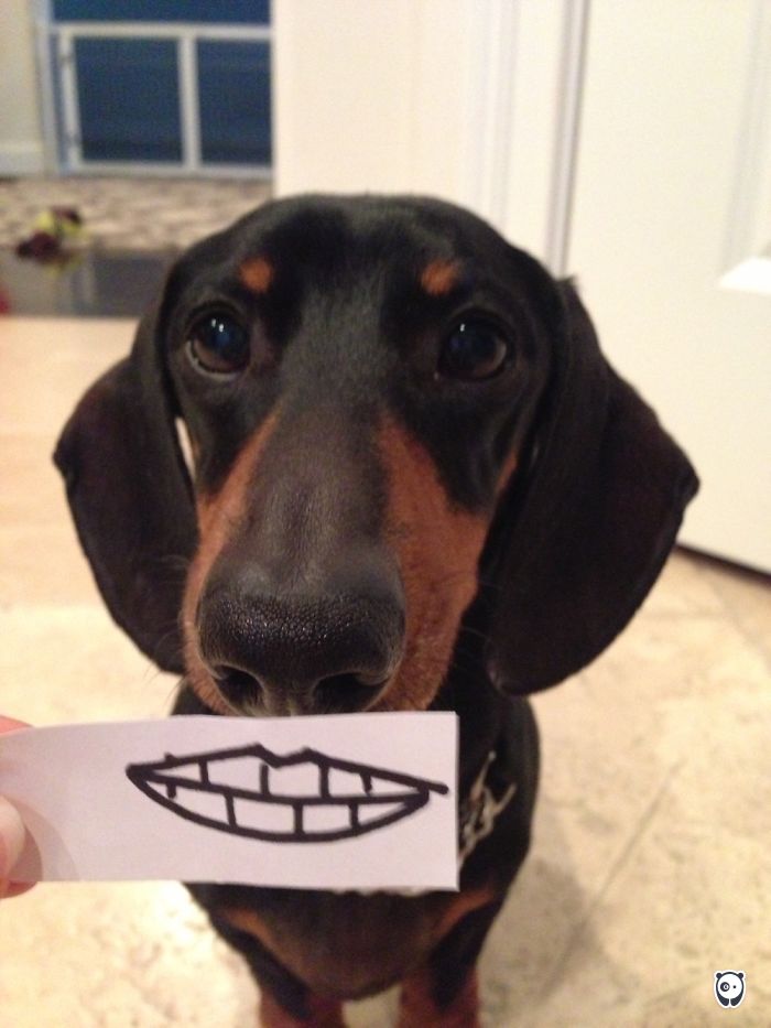 Challenge: Give Your Pets Funny Emotions!