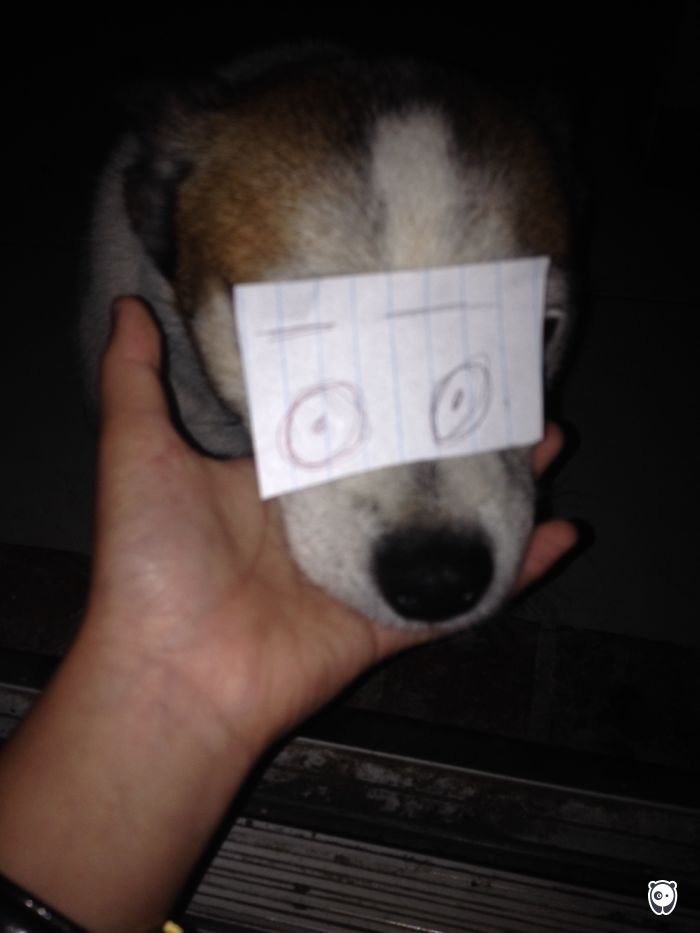 Challenge: Give Your Pets Funny Emotions!