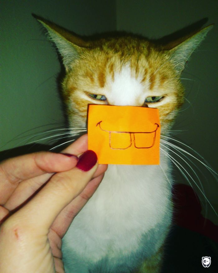 Challenge: Give Your Pets Funny Emotions!