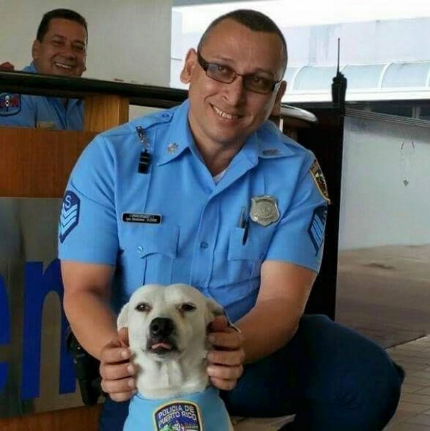 Stray Dog Walks Into Police Station, Gets A Job