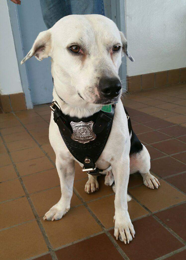 Stray Dog Walks Into Police Station, Gets A Job