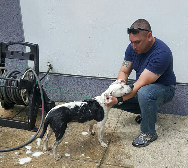 Stray Dog Walks Into Police Station, Gets A Job