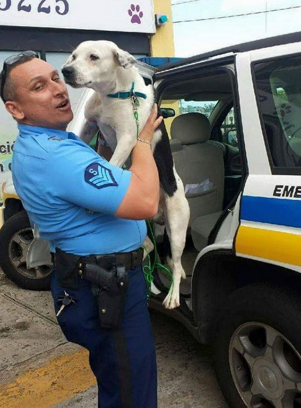 Stray Dog Walks Into Police Station, Gets A Job