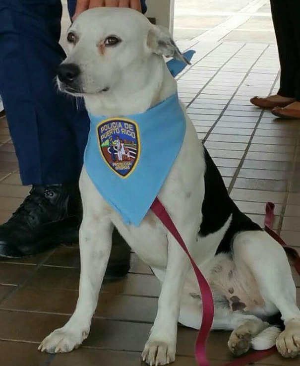 Stray Dog Walks Into Police Station, Gets A Job