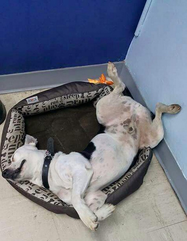 Stray Dog Walks Into Police Station, Gets A Job