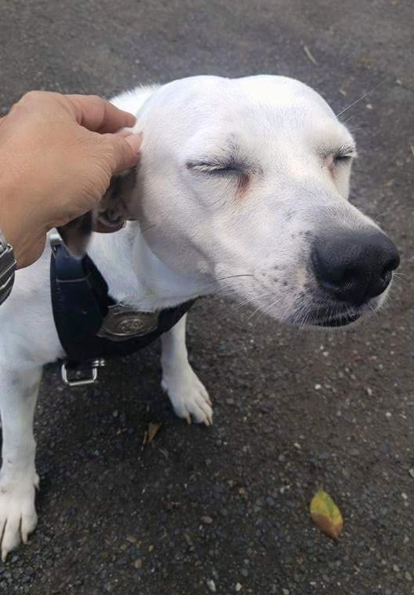 Stray Dog Walks Into Police Station, Gets A Job