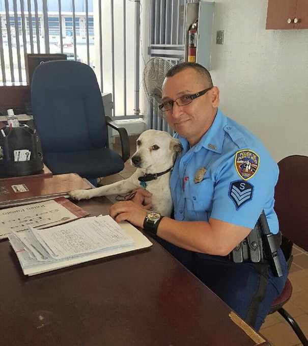 Stray Dog Walks Into Police Station, Gets A Job