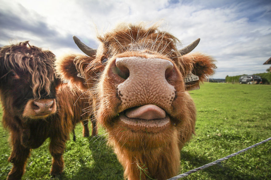 We Took Funny Animal Mugshots, Whilst Traveling Around The World
