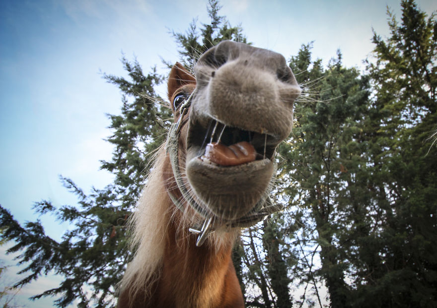 We Took Funny Animal Mugshots, Whilst Traveling Around The World