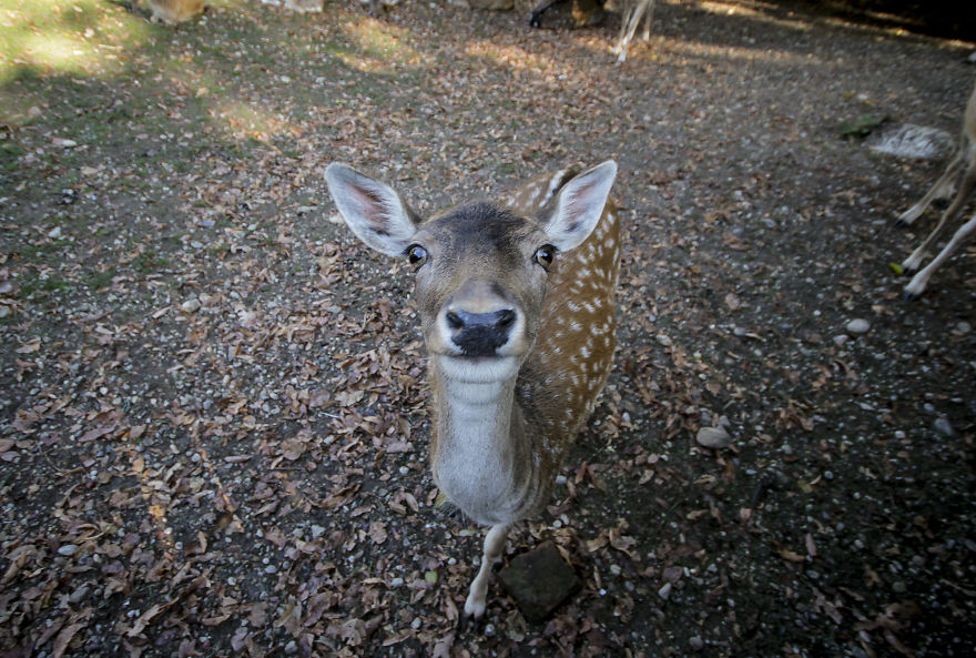 We Took Funny Animal Mugshots, Whilst Traveling Around The World