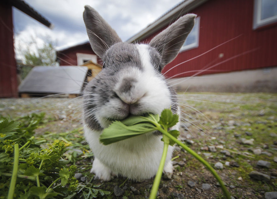 We Took Funny Animal Mugshots, Whilst Traveling Around The World