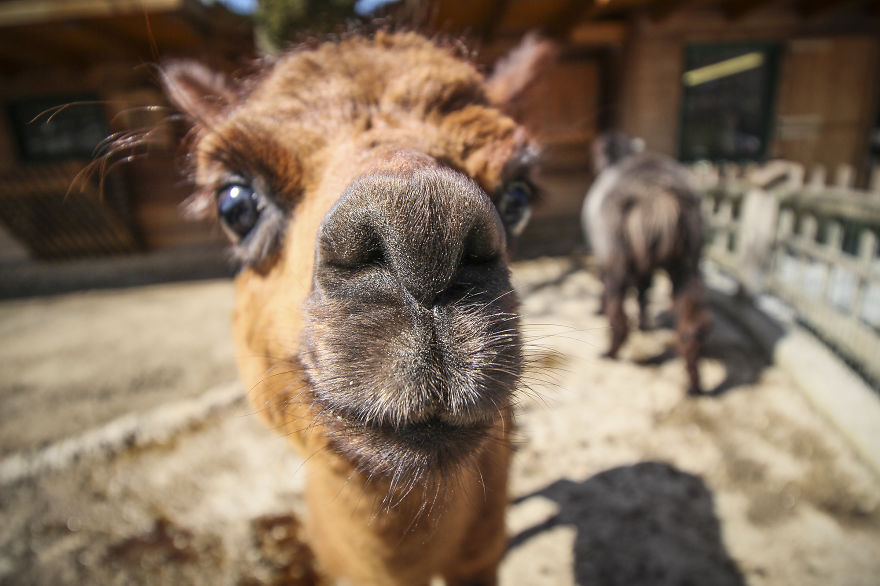 We Took Funny Animal Mugshots, Whilst Traveling Around The World