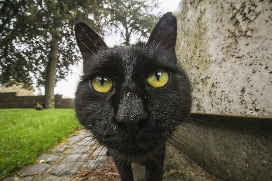 We Took Funny Animal Mugshots, Whilst Traveling Around The World