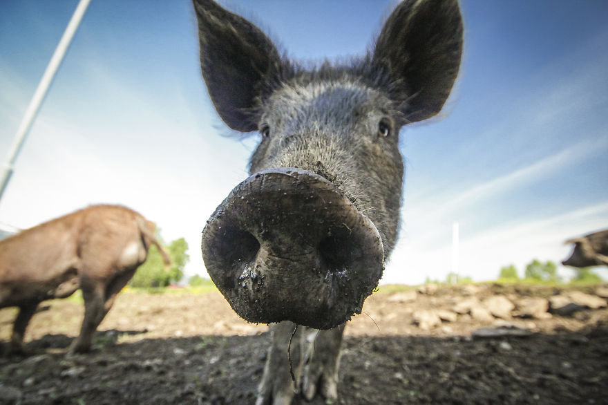 We Took Funny Animal Mugshots, Whilst Traveling Around The World