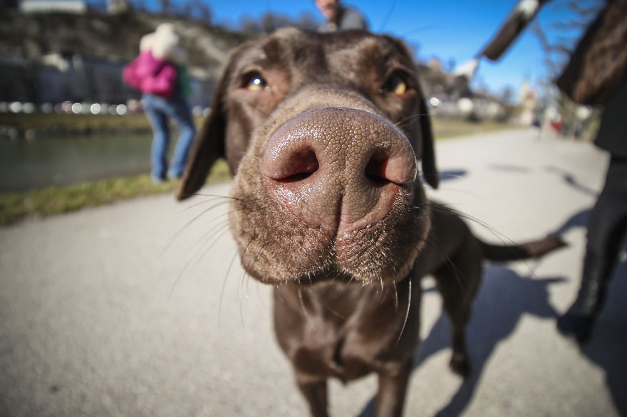 We Took Funny Animal Mugshots, Whilst Traveling Around The World