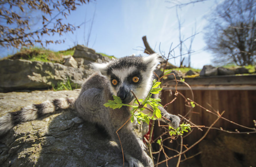 We Took Funny Animal Mugshots, Whilst Traveling Around The World