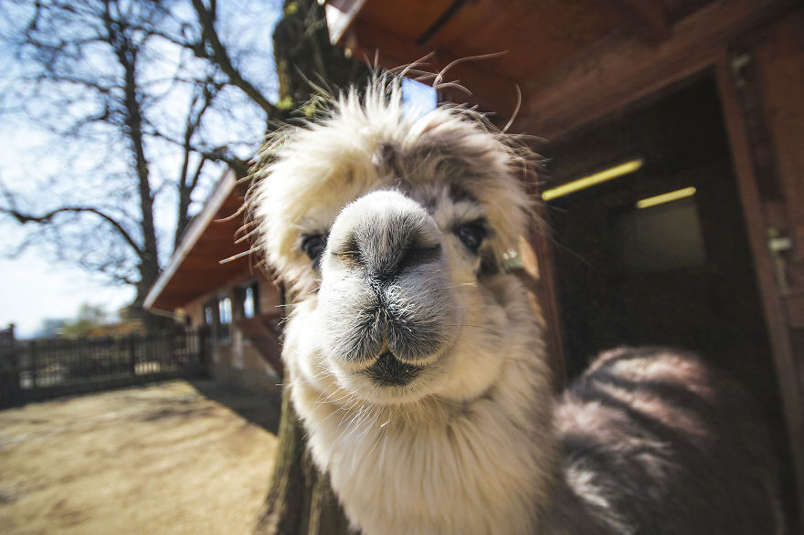 We Took Funny Animal Mugshots, Whilst Traveling Around The World