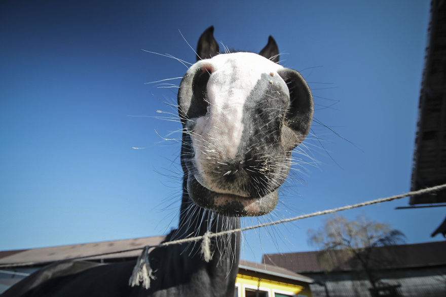 We Took Funny Animal Mugshots, Whilst Traveling Around The World