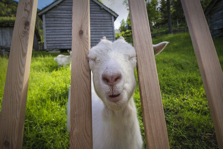 We Took Funny Animal Mugshots, Whilst Traveling Around The World