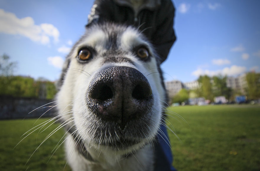 We Took Funny Animal Mugshots, Whilst Traveling Around The World