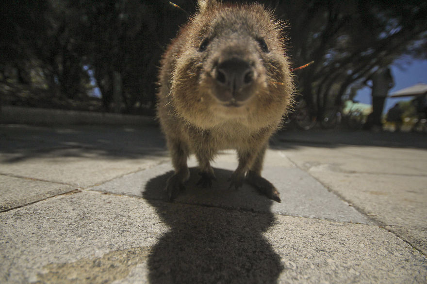 We Took Funny Animal Mugshots, Whilst Traveling Around The World