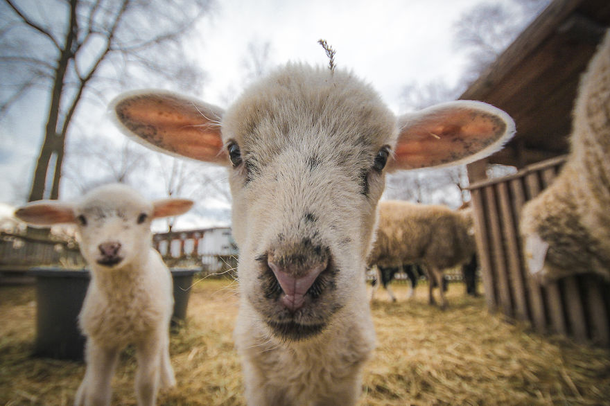 We Took Funny Animal Mugshots, Whilst Traveling Around The World