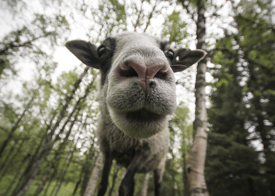 We Took Funny Animal Mugshots, Whilst Traveling Around The World