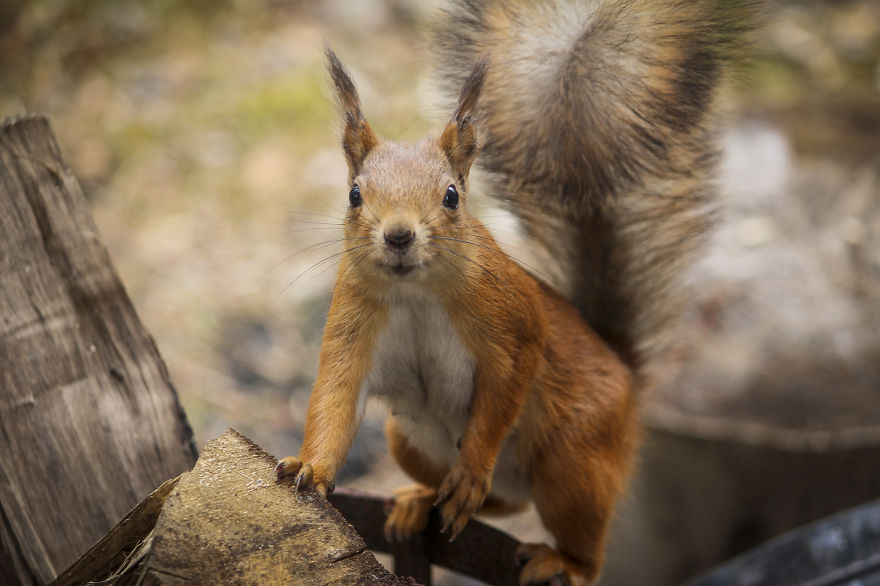 We Took Funny Animal Mugshots, Whilst Traveling Around The World