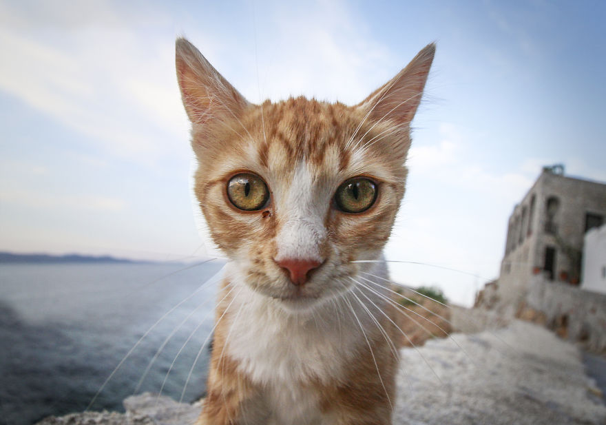 We Took Funny Animal Mugshots, Whilst Traveling Around The World