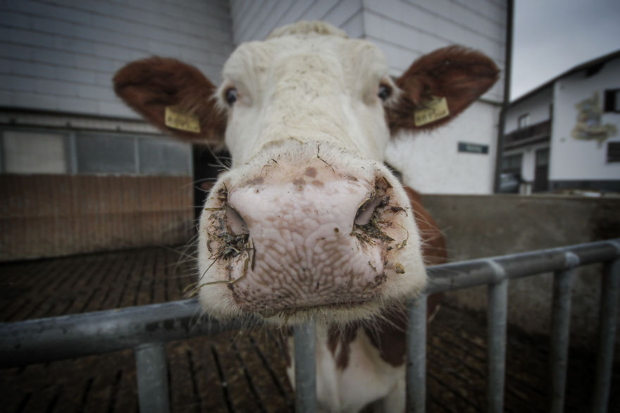 We Took Funny Animal Mugshots, Whilst Traveling Around The World