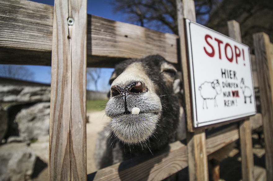 We Took Funny Animal Mugshots, Whilst Traveling Around The World