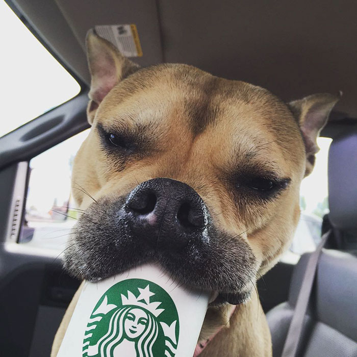 This Shelter Takes Dogs Out For ‘Puppuccinos’ To Find Them New Homes