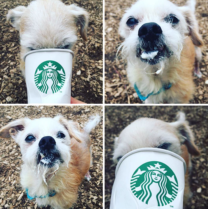 This Shelter Takes Dogs Out For ‘Puppuccinos’ To Find Them New Homes