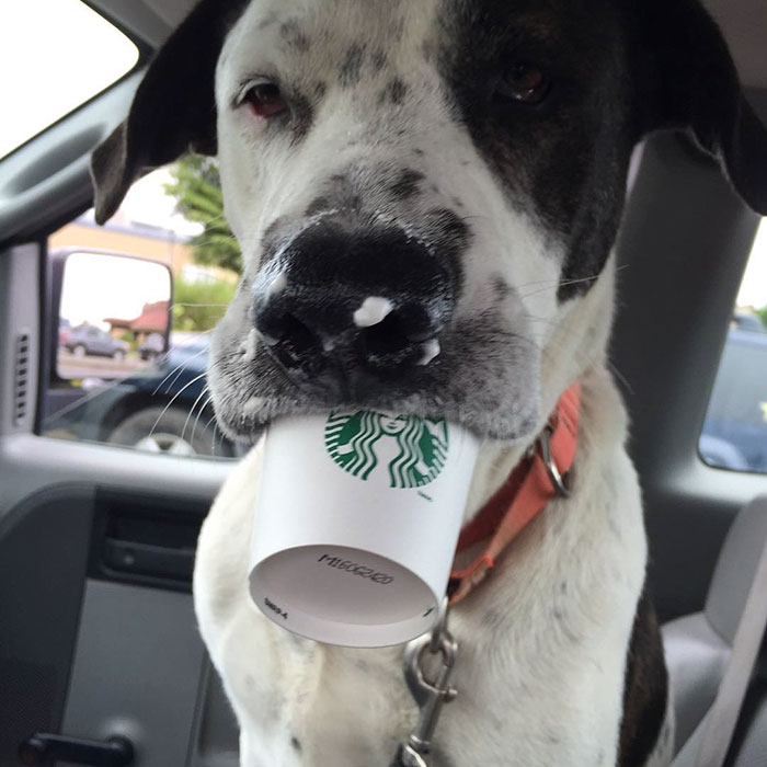 This Shelter Takes Dogs Out For ‘Puppuccinos’ To Find Them New Homes