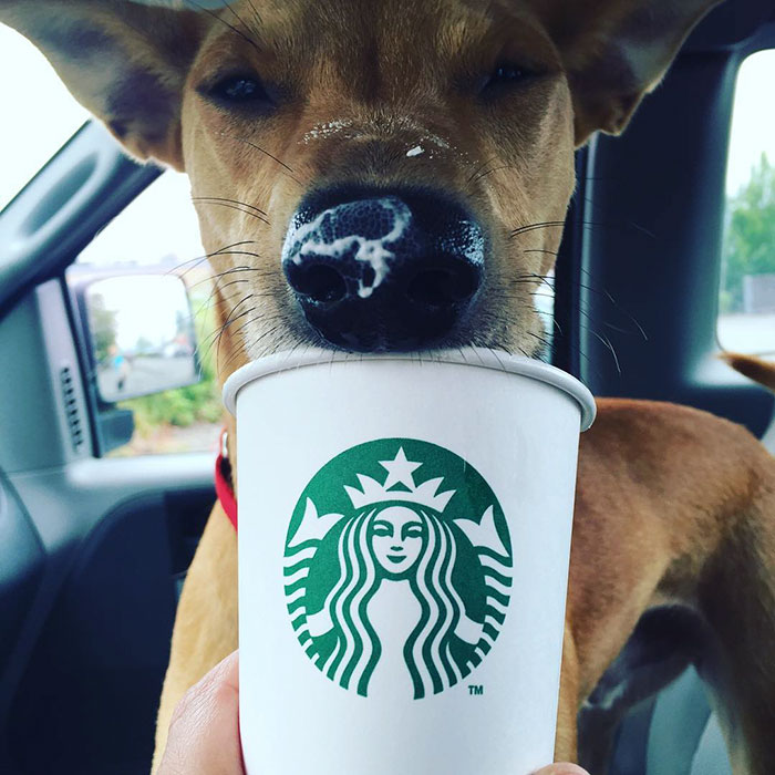 This Shelter Takes Dogs Out For ‘Puppuccinos’ To Find Them New Homes