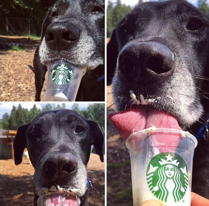 This Shelter Takes Dogs Out For ‘Puppuccinos’ To Find Them New Homes