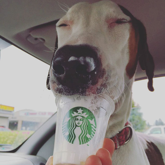 This Shelter Takes Dogs Out For ‘Puppuccinos’ To Find Them New Homes